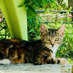 Lost Cat Elsa fluffy LAN
