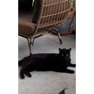Lost Cat Asher