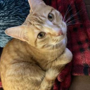 Image of Milo, Lost Cat