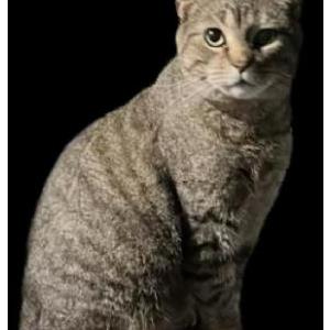 Lost Cat Smoky