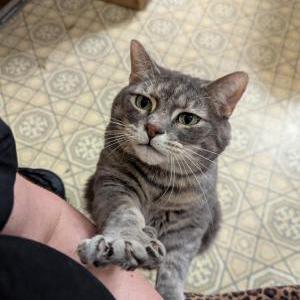 Lost Cat Coco