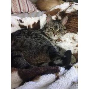Image of Jiggles, Lost Cat