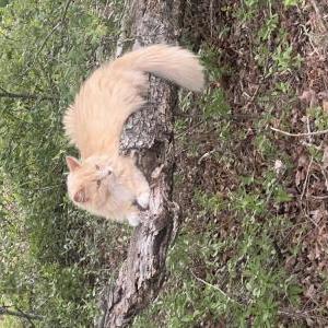 Lost Cat Banana