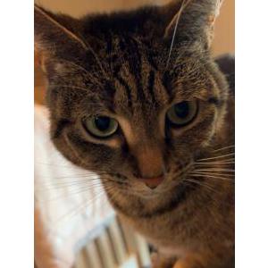 Lost Cat Nala