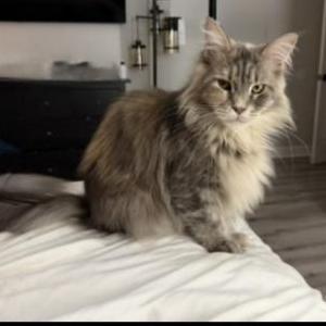Lost Cat Romie