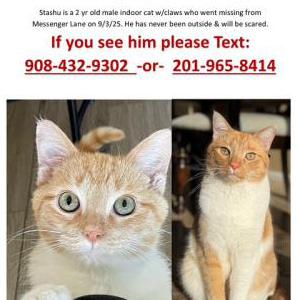 Lost Cat Stashu