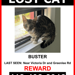 Lost Cat Buster