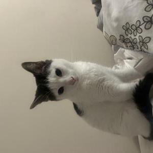 Lost Cat Celeste