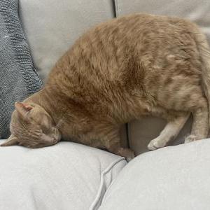 Lost Cat Jasper