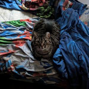 Lost Cat Hoagie