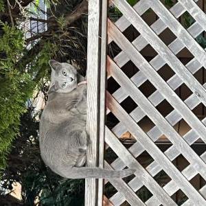 Lost Cat Natasha