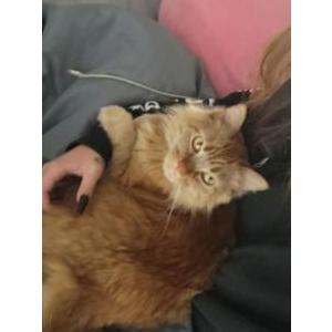Lost Cat Squiggles