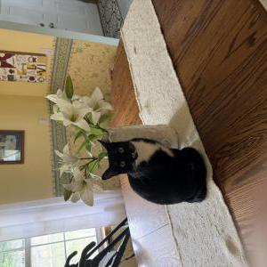 Lost Cat Mishka