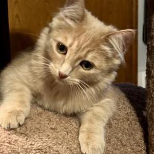 Lost Cat Pippi