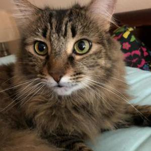 Lost Cat Willow