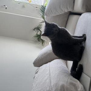 Lost Cat Oliver