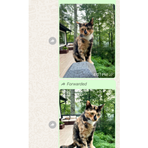 Lost Cat Diamond