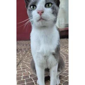 Found Cat Unknown