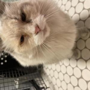 Image of Unknown, Found Cat