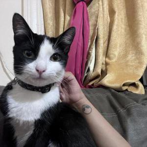 Lost Cat Tony