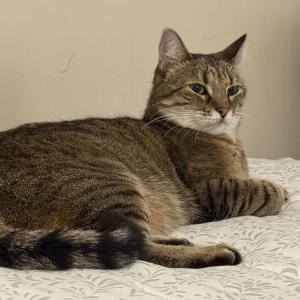 Lost Cat Zoe