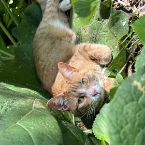 Lost Cat Sushi