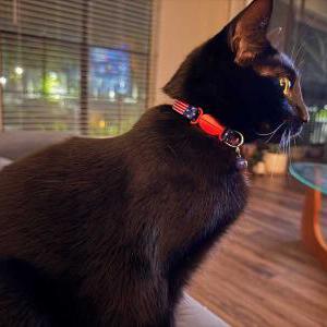 Lost Cat Maui (Oolong)
