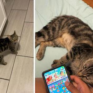 Lost Cat Kleopatra/Kleo