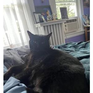Lost Cat Brendon