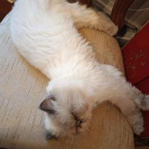 Lost Cat Onslo