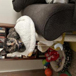 Lost Cat Ruby