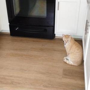 Image of Morocco, Lost Cat