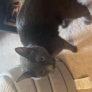 Lost Cat Stormi