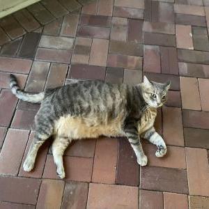 Lost Cat Dolores
