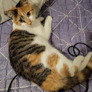 Lost Cat Coco