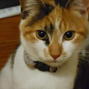 2nd Image of Coco, Lost Cat