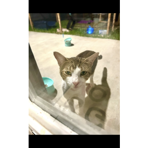 Lost Cat Prince