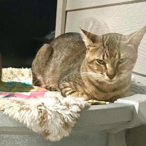 Lost Cat Nugget