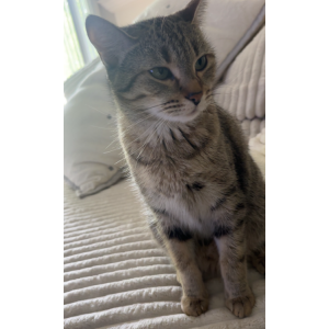 Image of Mocha, Lost Cat