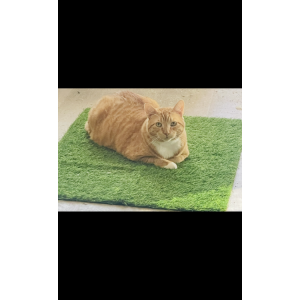 Lost Cat Kobe