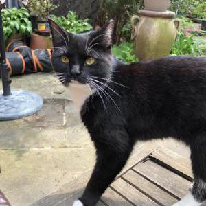Lost Cat cookie