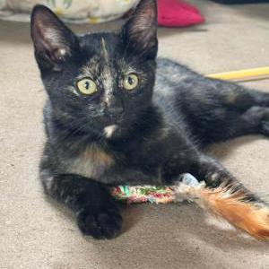 Lost Cat Birdie