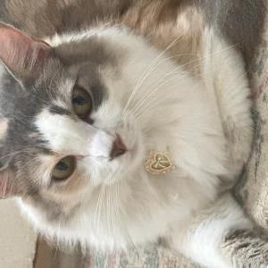 Lost Cat Elly