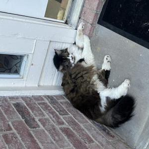 Lost Cat Tofi