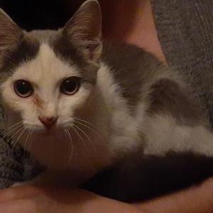 Found Cat Unknown