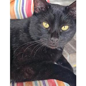 Lost Cat Phantom Nightmare
