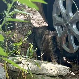 Found Cat Unknown