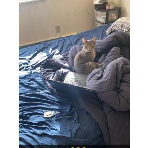 Image of Dior, Lost Cat