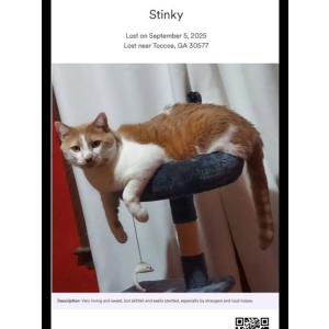 Image of Stinky, Lost Cat
