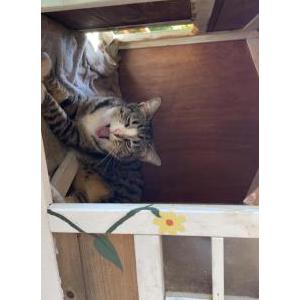 Image of Tabby (Ta-bby), Lost Cat